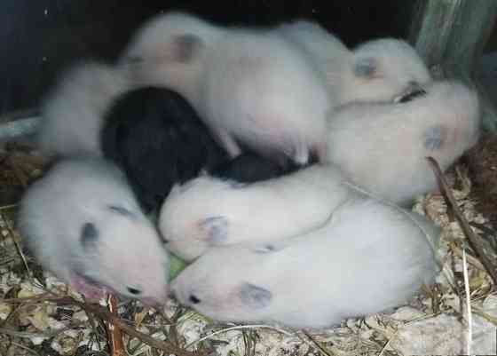 Хомячки Джунгарики и Сирийские Донецк