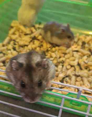 Хомячки Джунгарики и Сирийские Донецк