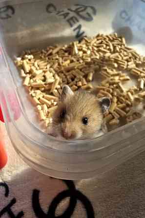 Хомячки Джунгарики и Сирийские Донецк