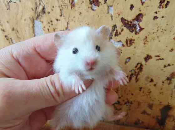 Хомячки Джунгарики и Сирийские Донецк