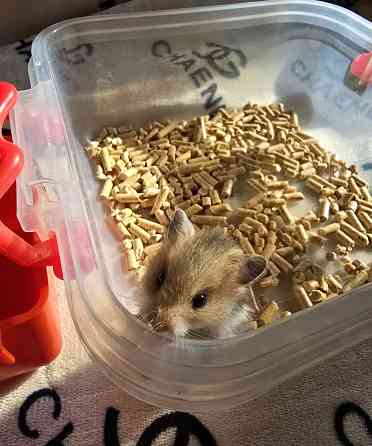 Хомячки Джунгарики и Сирийские Донецк