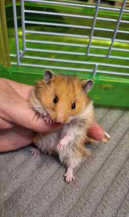 Хомячки Джунгарики и Сирийские Донецк