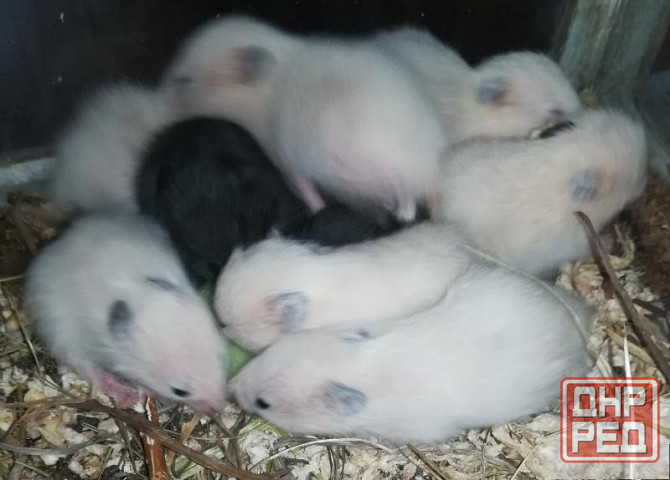 Хомячки Джунгарики и Сирийские Донецк - изображение 6