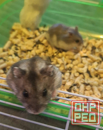 Хомячки Джунгарики и Сирийские Донецк - изображение 3