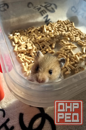 Хомячки Джунгарики и Сирийские Донецк - изображение 5