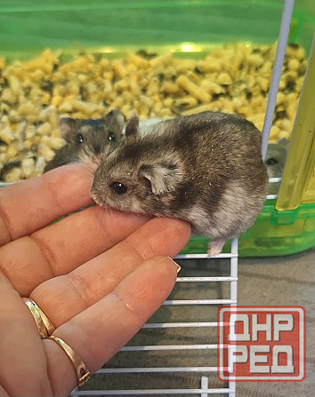 Хомячки Джунгарики и Сирийские Донецк - изображение 8