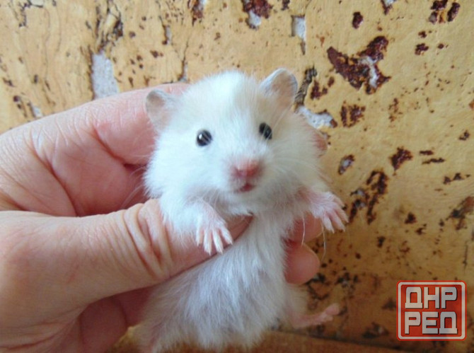 Хомячки Джунгарики и Сирийские Донецк - изображение 1