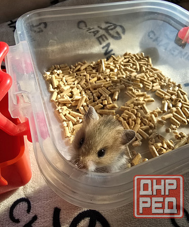 Хомячки Джунгарики и Сирийские Донецк - изображение 4