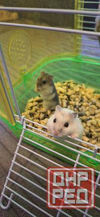 Хомячки Джунгарики и Сирийские Донецк - изображение 7