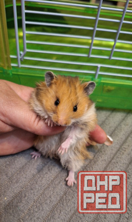 Хомячки Джунгарики и Сирийские Донецк - изображение 2