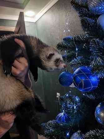 Хорьки девочки , продажа +18 Донецк