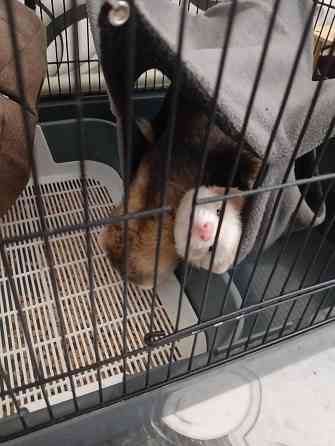 Хорьки девочки , продажа +18 Донецк