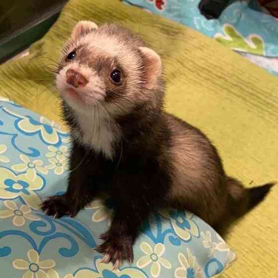 Хорьки девочки , продажа +18 Донецк