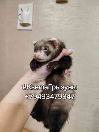 Хорьки девочки , продажа +18 Донецк