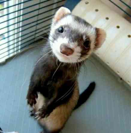 Хорьки девочки , продажа +18 Донецк