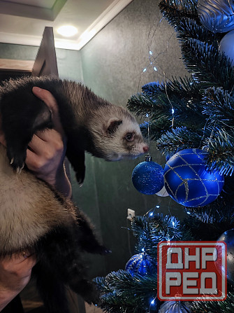 Хорьки девочки , продажа +18 Донецк - изображение 3