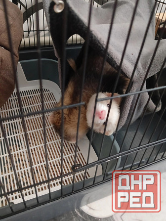 Хорьки девочки , продажа +18 Донецк - изображение 5