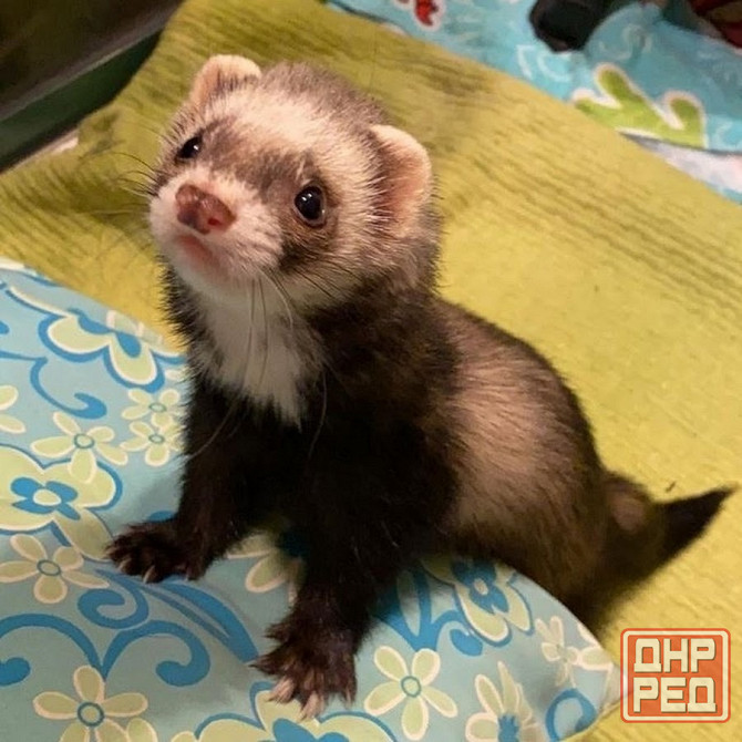 Хорьки девочки , продажа +18 Донецк - изображение 4