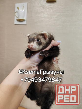 Хорьки девочки , продажа +18 Донецк - изображение 1