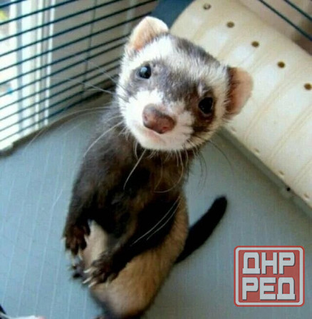 Хорьки девочки , продажа +18 Донецк - изображение 6