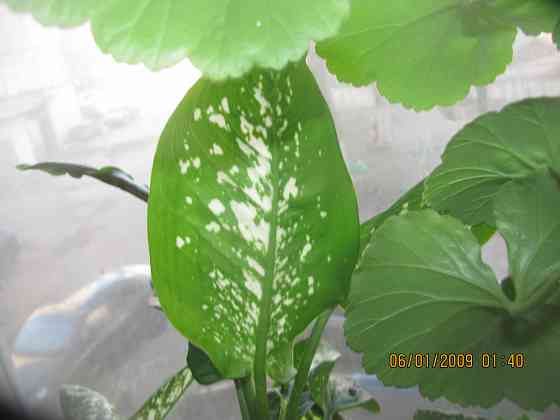 Шанс не будут "казнить" Гпндю Донецк