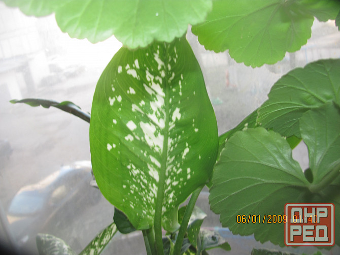 Шанс не будут "казнить" Гпндю Донецк - изображение 1