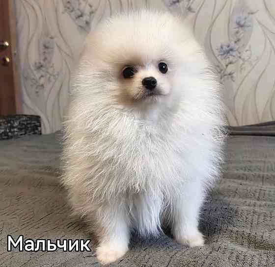 Шикарный мальчишка померанского шпица. Донецк