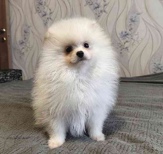 Шикарный мальчишка померанского шпица. Донецк