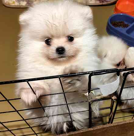 Шикарный мальчишка померанского шпица. Донецк