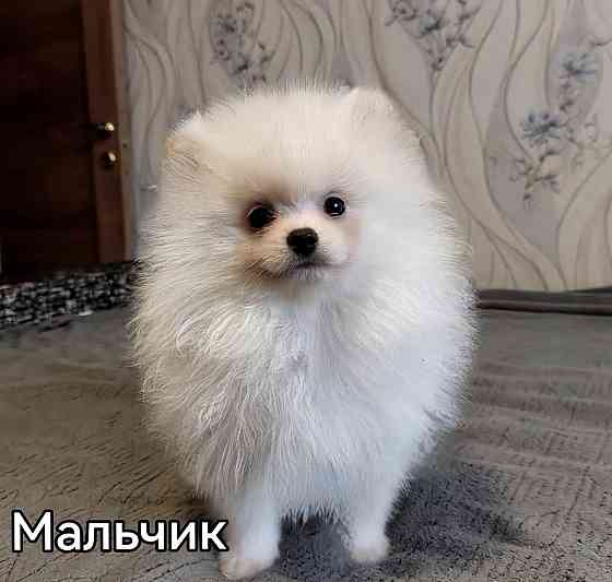 Шикарный мальчишка померанского шпица. Донецк