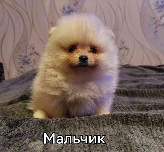 Шикарный мальчишка померанского шпица. Донецк