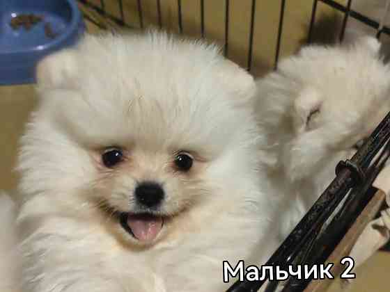 Шикарный мальчишка померанского шпица. Донецк