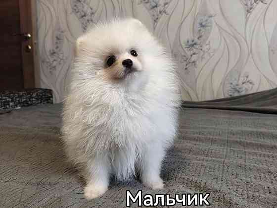 Шикарный мальчишка померанского шпица. Донецк