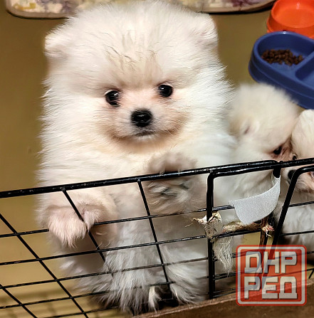 Шикарный мальчишка померанского шпица. Донецк - изображение 2