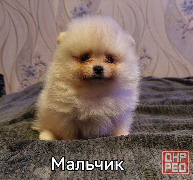 Шикарный мальчишка померанского шпица. Донецк - изображение 1