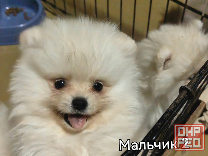 Шикарный мальчишка померанского шпица. Донецк - изображение 3