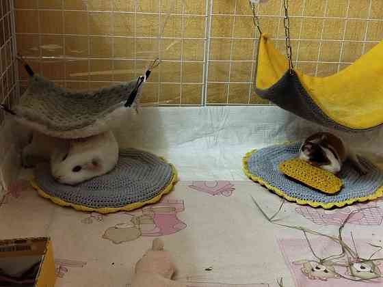 Морская свинка, редкие породы , релуие окрасы Донецк