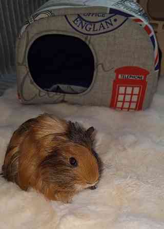 Морская свинка, редкие породы , релуие окрасы Донецк