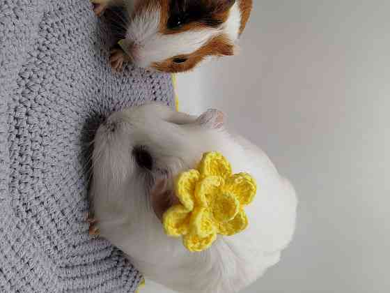 Морская свинка, редкие породы , релуие окрасы Донецк