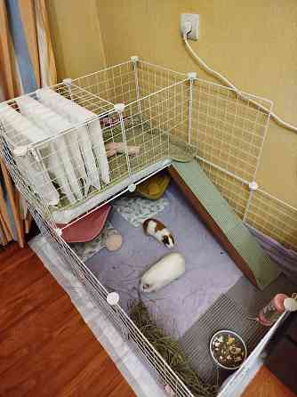 Морская свинка, редкие породы , релуие окрасы Донецк