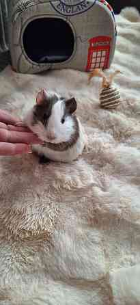 Морская свинка, редкие породы , релуие окрасы Донецк