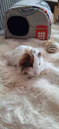 Морская свинка, редкие породы , релуие окрасы Донецк