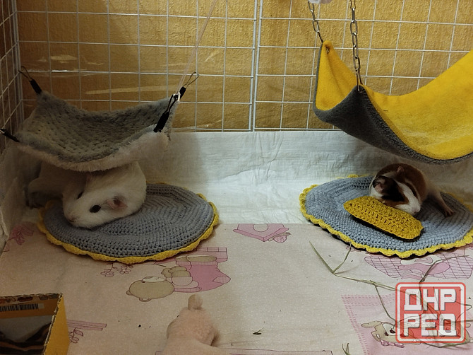 Морская свинка, редкие породы , релуие окрасы Донецк - изображение 5