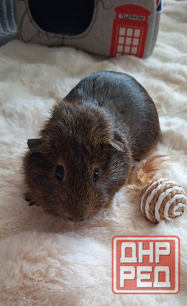 Морская свинка, редкие породы , релуие окрасы Донецк - изображение 7