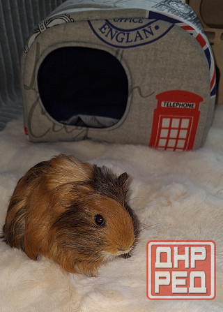 Морская свинка, редкие породы , релуие окрасы Донецк - изображение 3