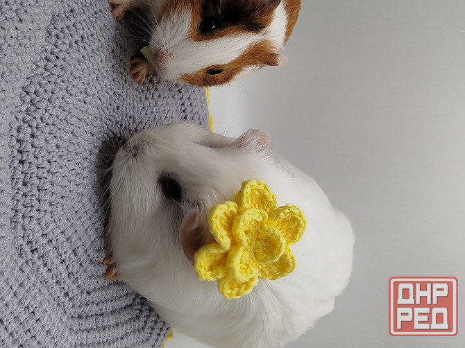 Морская свинка, редкие породы , релуие окрасы Донецк - изображение 4