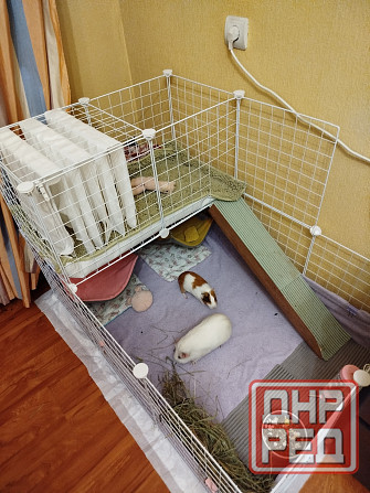 Морская свинка, редкие породы , релуие окрасы Донецк - изображение 6