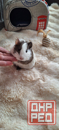 Морская свинка, редкие породы , релуие окрасы Донецк - изображение 2