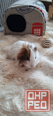 Морская свинка, редкие породы , релуие окрасы Донецк - изображение 1