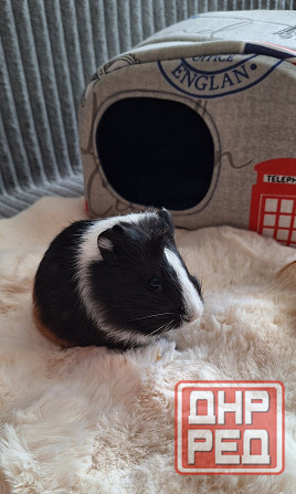 Морская свинка, редкие породы , релуие окрасы Донецк - изображение 8